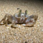 Creature hunting with D4V2 519a 5700K dd and D1 SFT-40