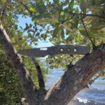 Snecx on the Beach & other Pointy Stuff