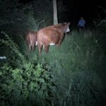 Neighbor’s cows escaped at night? My time to shine.