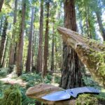 Took the Narrows to the Redwoods