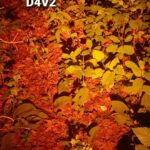 Outdoor Forest Floor CCT Tint Comparison WB Locked @ 5000K. 219B, 519A, B35AM, E17A, SST-20 FA4, XP-L HI, CSP, LH351D, W2, SFT-40, XHP70.3 HI.