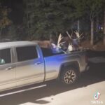 Crazy moose fight video in my feed and the thing that struck me most was "dang, that's a terrible flashlight"
