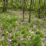 Finding a lost knife in the woods