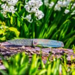 My garden grows the oddest flowers...