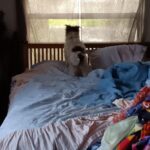 Dog waiting for the mailman to show up