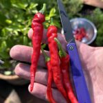 what’s the last thing you cut?