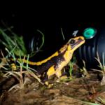 YLP G180 Gryphon + Salamander