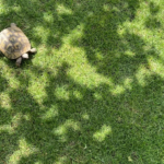 Knife #22 outa my shop. 52100 at 61 HRC with vintage linen micarta scales. Tell me what’d you think about this🤙🏽