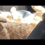 DQG Fairy (brass) review!