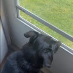 One stabby and “tactical”, one slicey and nostalgic, EDC