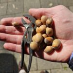 Sidewalk hazelnuts!