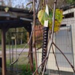 Time of the year. (HMK Scalpel EDC V3)