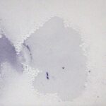 S2+ UV light - Matte Black Reflector Mod