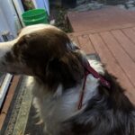 what’s your pet carrying today?