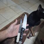 My friend and me finished these 2 throwing knives. (Ignore my cat)
