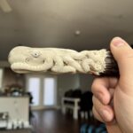 A knife with an octopus handle that I carved from deer antler. Is there anything missing?