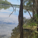 Ambrose Volfofsky - Large Outdoor Chef's Knife
