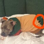 Bruce wanted to show off his new hoodie and his carry…