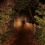 Because we all love beans😄 🫘  ///  Camera Settings 🌡️5000, ISO 1000, f1.5, 1/15                      (S21E 519A 2700K DD OP REFLECTOR) (X4 STELLAR FFL351A 1800K FLOODY TIR) (S11 LHP531 5000K OP REFLECTOR) ENJOY!