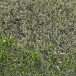 A little non flipper action.