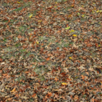 A little Zaan action to start off this Merry Month!