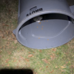 Fluorescent Possum: Niche Reason #29 to get a UV Light (Arkfeld Pro)