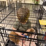 My nephew stole my Sofirn SC31Pro and put himself in the dog cage