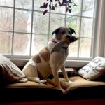 Brody is ready to slice open packages!