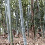 Cutting thick stemmed Moso bamboo