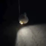 Walking a duck with a flashlight