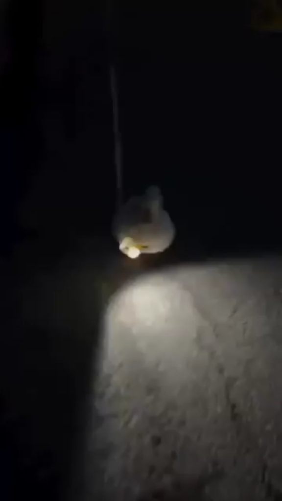 Walking a duck with a flashlight