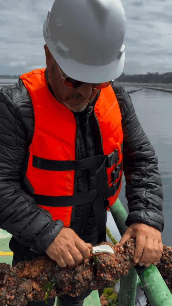 Can anyone identify this knife?