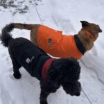 EDC Every Dog Carries