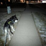 The Oclip pro, the perfect dog walking light?