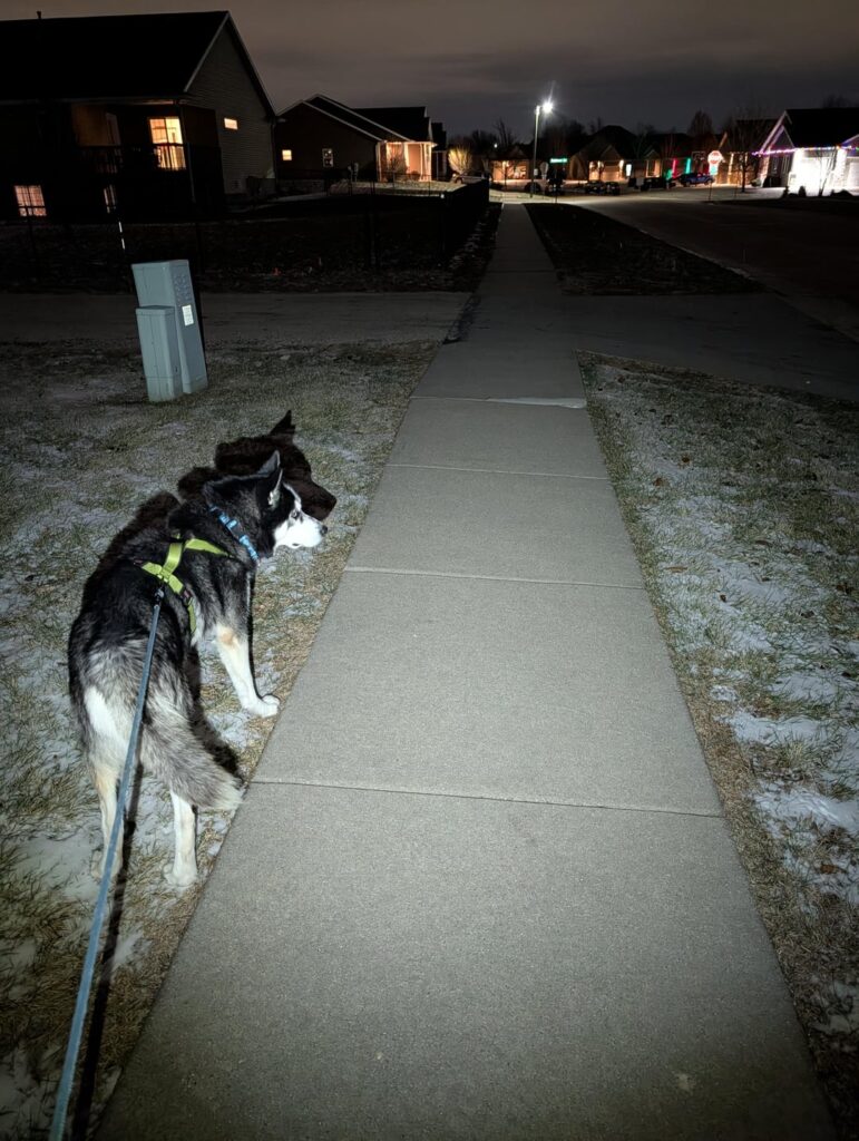 The Oclip pro, the perfect dog walking light?