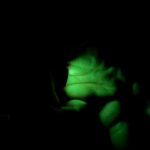 I just found my ideal light by accident. It’s a huge revelation to me.