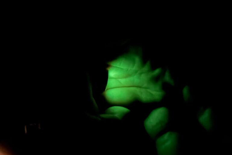 I just found my ideal light by accident. It’s a huge revelation to me.