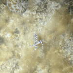 Sofirn SC33 saved my life?