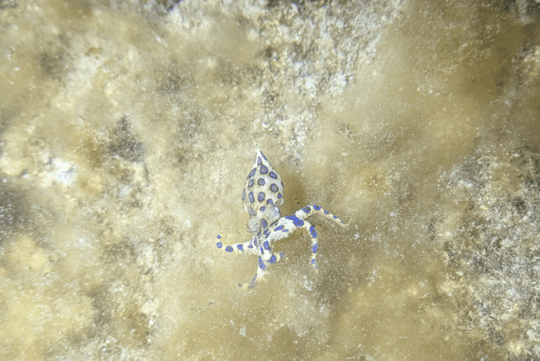 Sofirn SC33 saved my life?