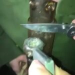 how did you use your knife today?