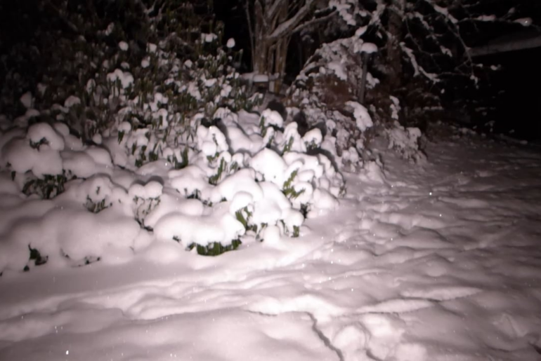 Dual-channel auto tint demo