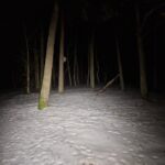 Some shots from walk in woods