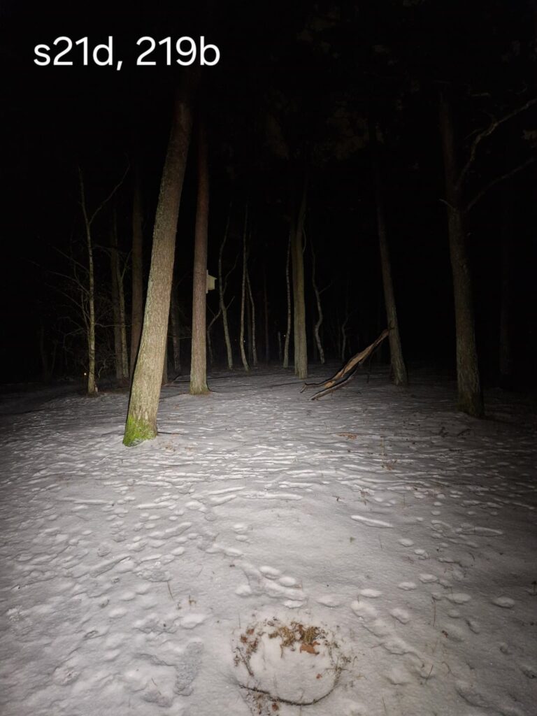 Some shots from walk in woods