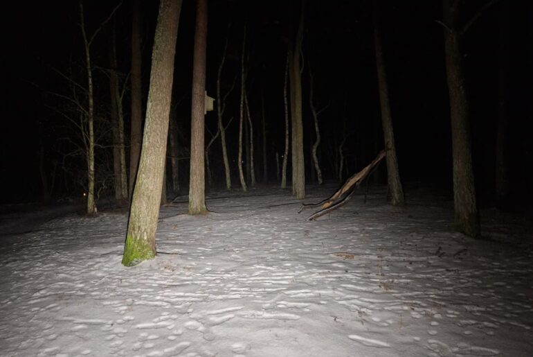 Some shots from walk in woods