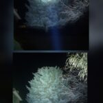 Where's The Fenix LD45R Love