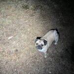 My dog light (Wurrkos TS10 Max)