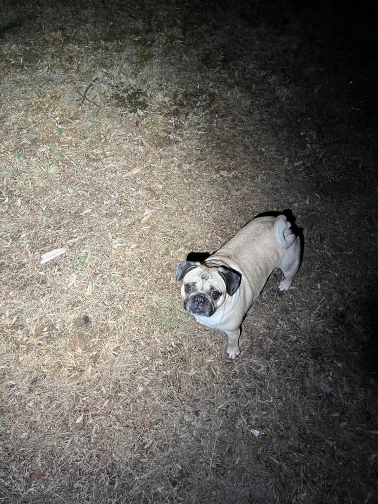 My dog light (Wurrkos TS10 Max)