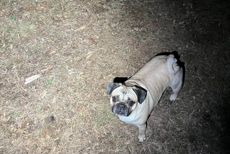 My dog light (Wurrkos TS10 Max)