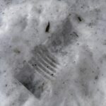 Guess the flashlight I left in the snow