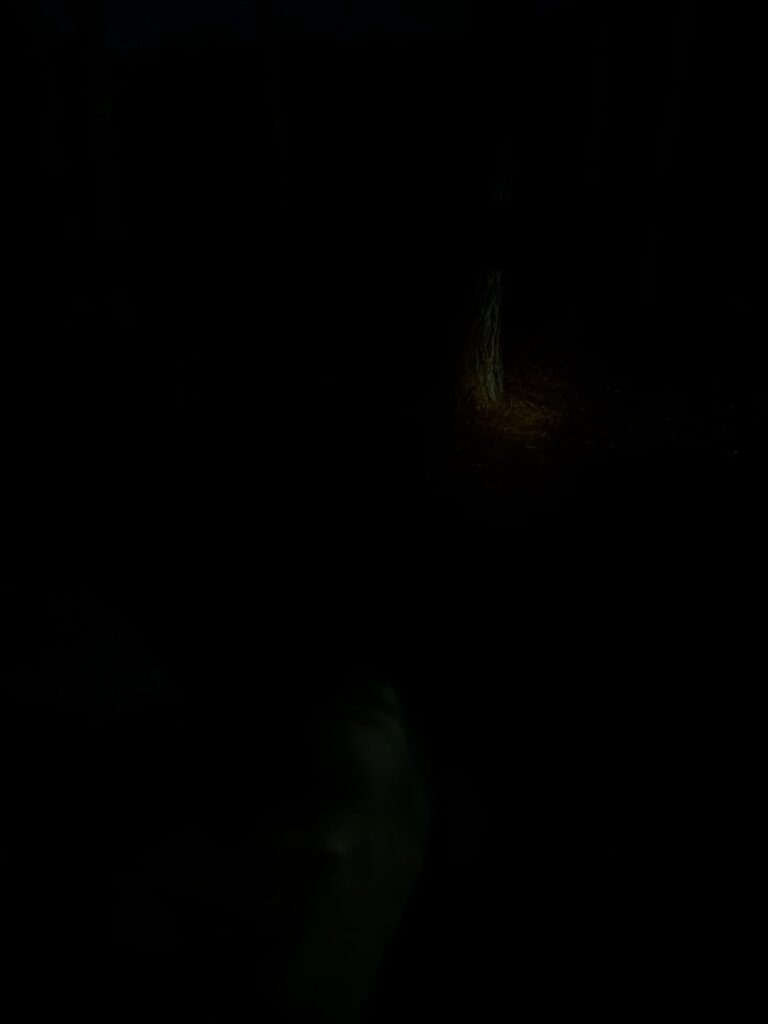Some Bean shots from the light in my previous post (Convoy S6 SFT40 3000k)